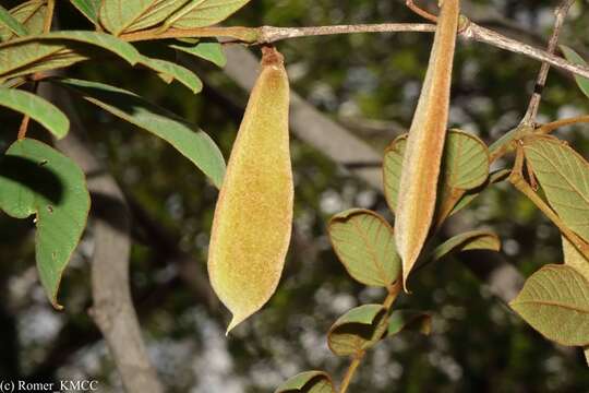 Слика од Millettia aurea (R. Vig.) Du Puy & Labat