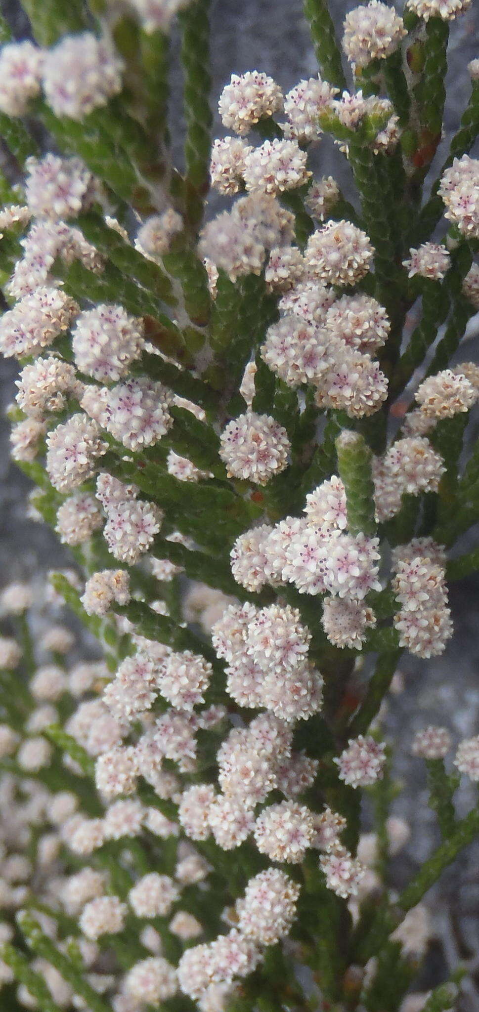 Image of Brunia microphylla Thunb.