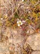 صورة Gentianella calcis subsp. waipara Glenny & Molloy