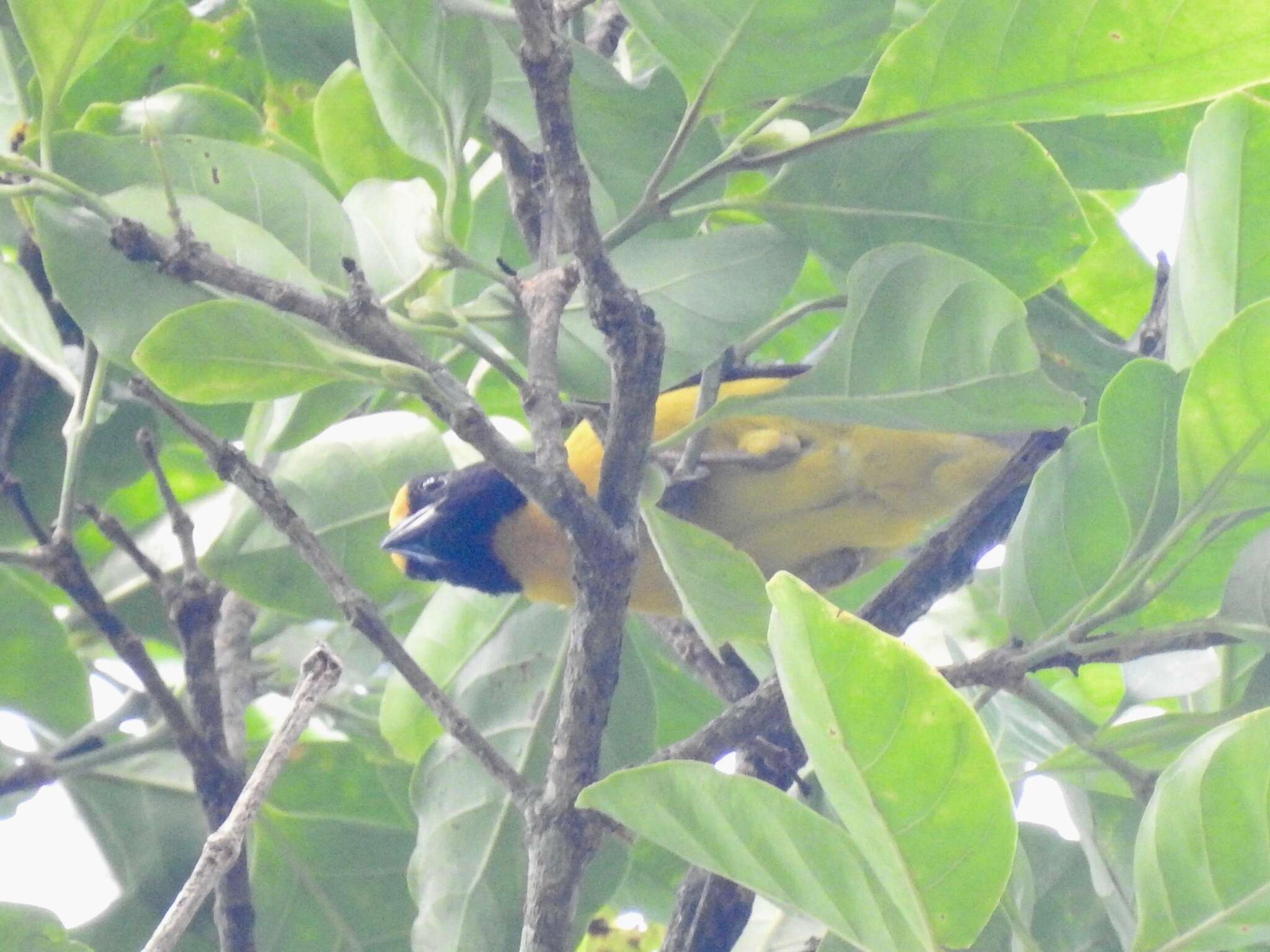 Image of Yellow-capped Weaver