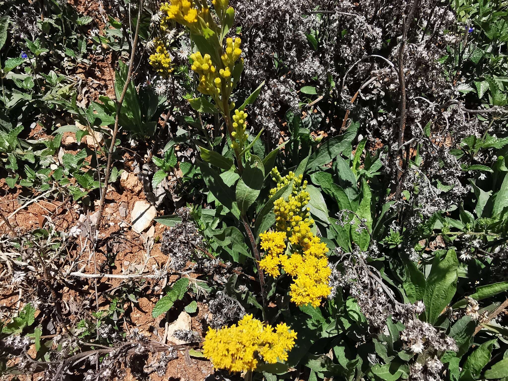 Plancia ëd Solidago hintoniorum G. L. Nesom