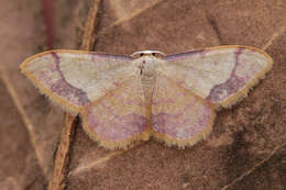 صورة Idaea ostrinaria