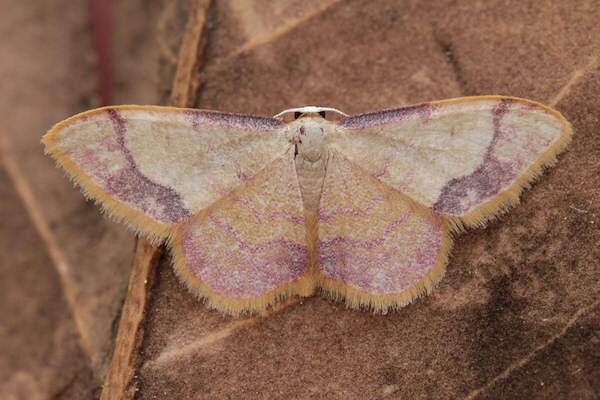 Image de Idaea ostrinaria