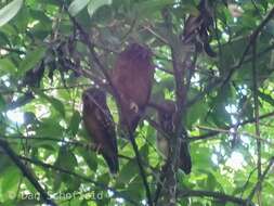 Image of Ochre-bellied Boobook