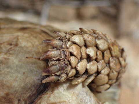 Image of Karoo dwarf tortoise