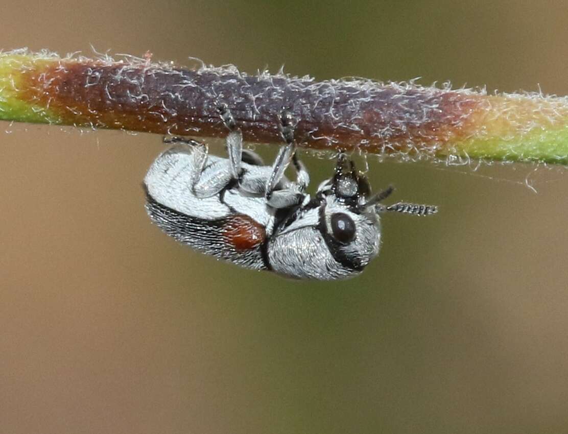 Imagem de Coleothorpa axillaris (J. L. Le Conte 1868)