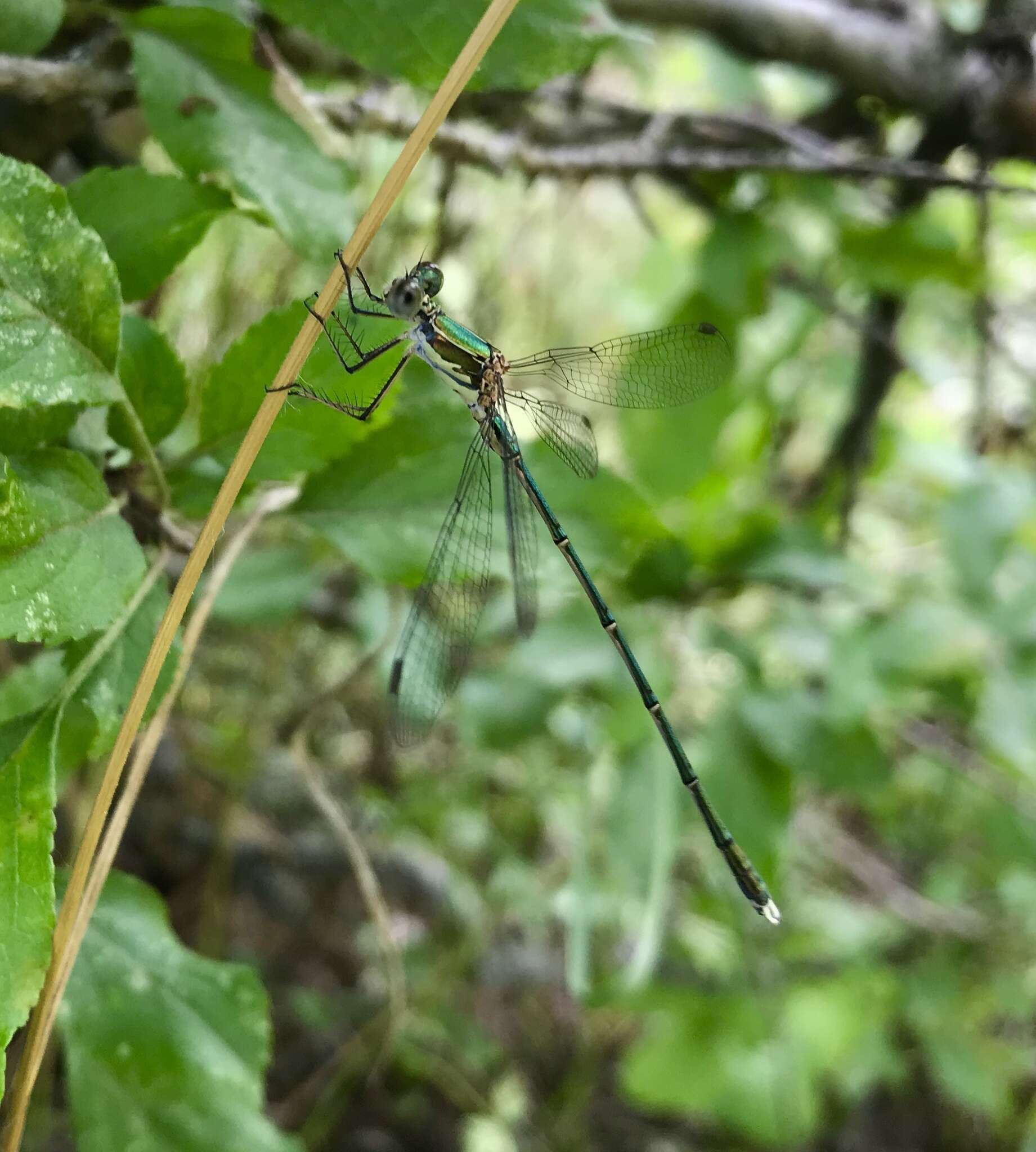 Image of Eastern Willow Spreadwing