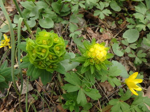 Image of Euphorbia condylocarpa M. Bieb.