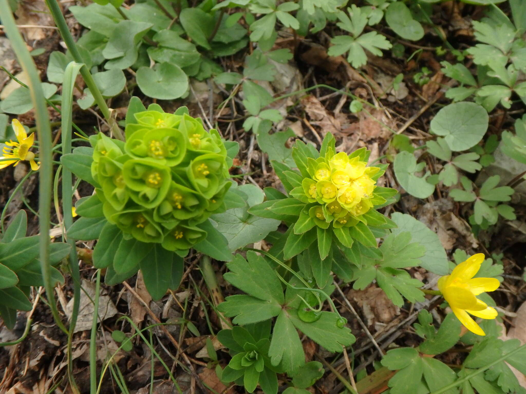 Sivun Euphorbia condylocarpa M. Bieb. kuva