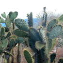 Image of Opuntia galapageia var. profusa