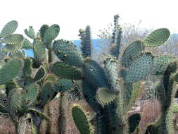 Opuntia galapageia var. profusa resmi