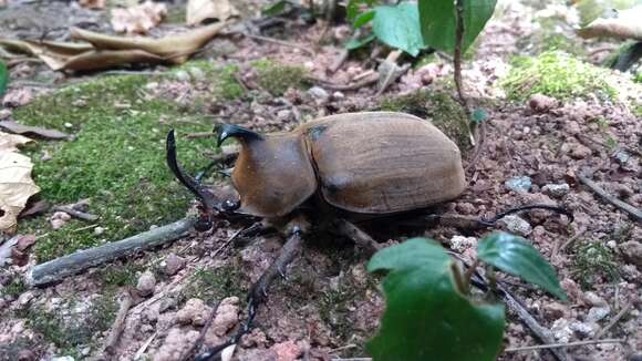 Слика од Megasoma anubis (Chevrolat 1836)