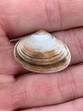 Image of surf clam