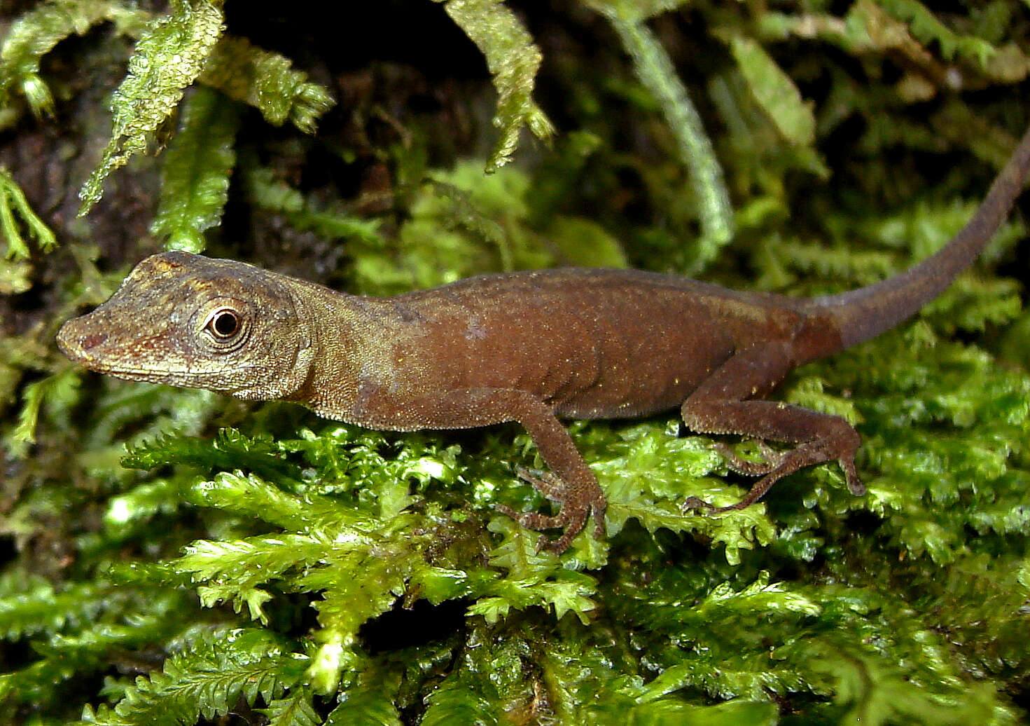 Image of Brown-eared anole