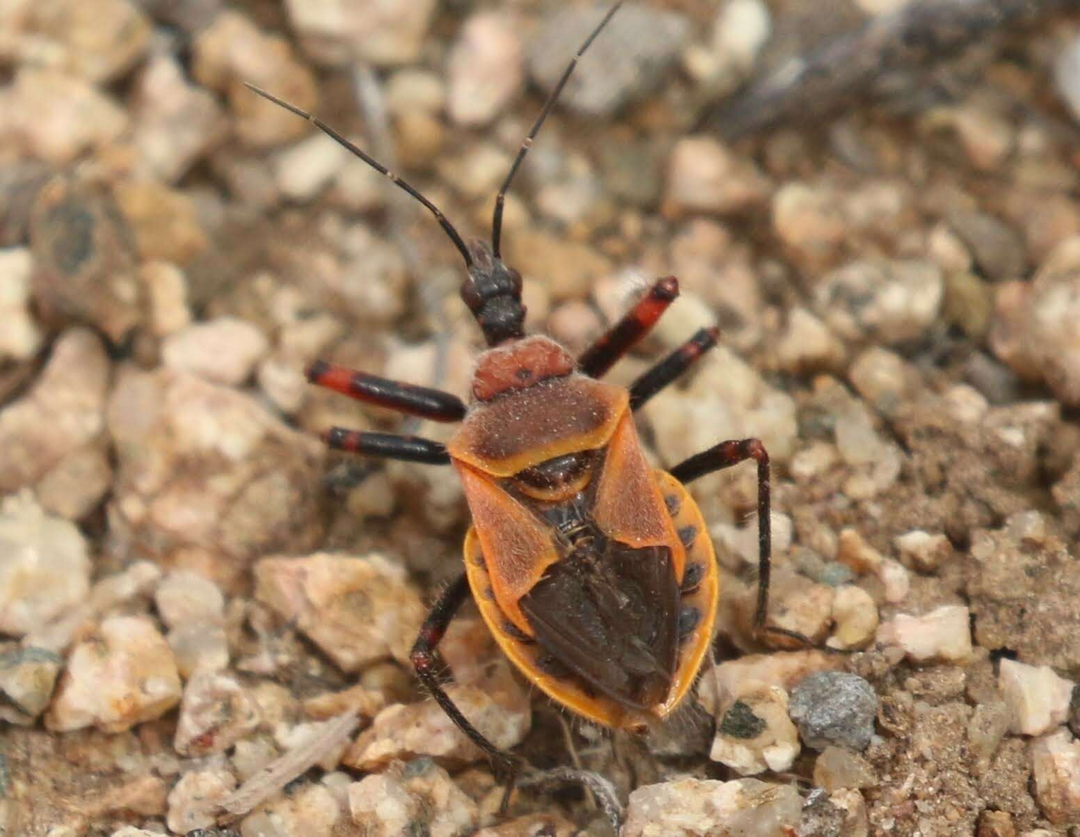 Plancia ëd Apiomerus cazieri Berniker & Szerlip ex Berniker et al. 2011