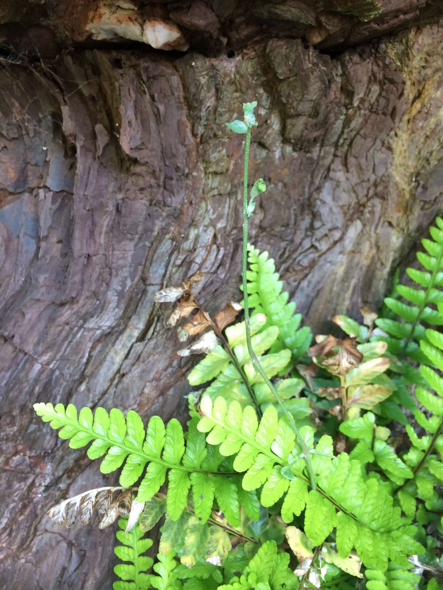 Image of Asplenium marinum L.