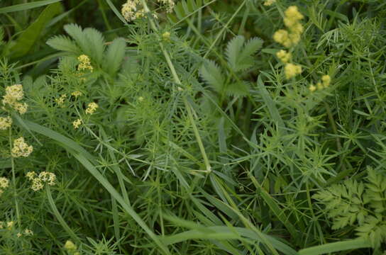 Imagem de Galium pomeranicum Retz.