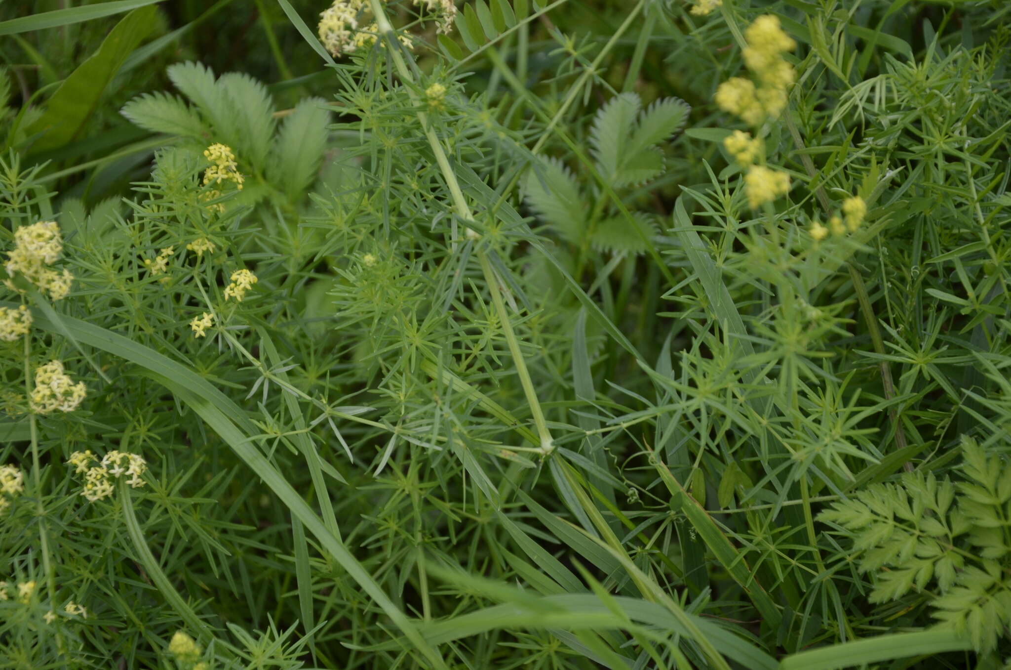 Plancia ëd Galium pomeranicum Retz.