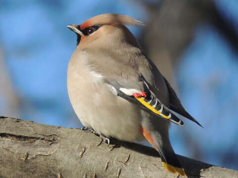 Слика од Bombycilla garrulus garrulus (Linnaeus 1758)