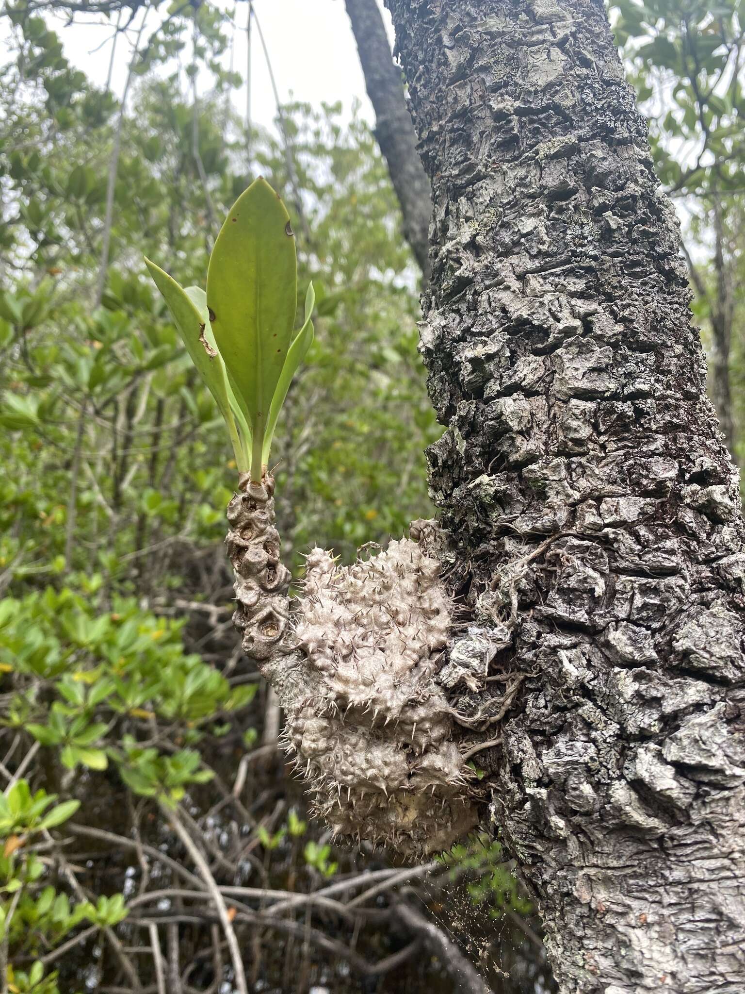 Imagem de Myrmecodia beccarii Hook. fil.