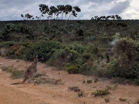 Image of Kangaroo Island Western Grey Kangaroo