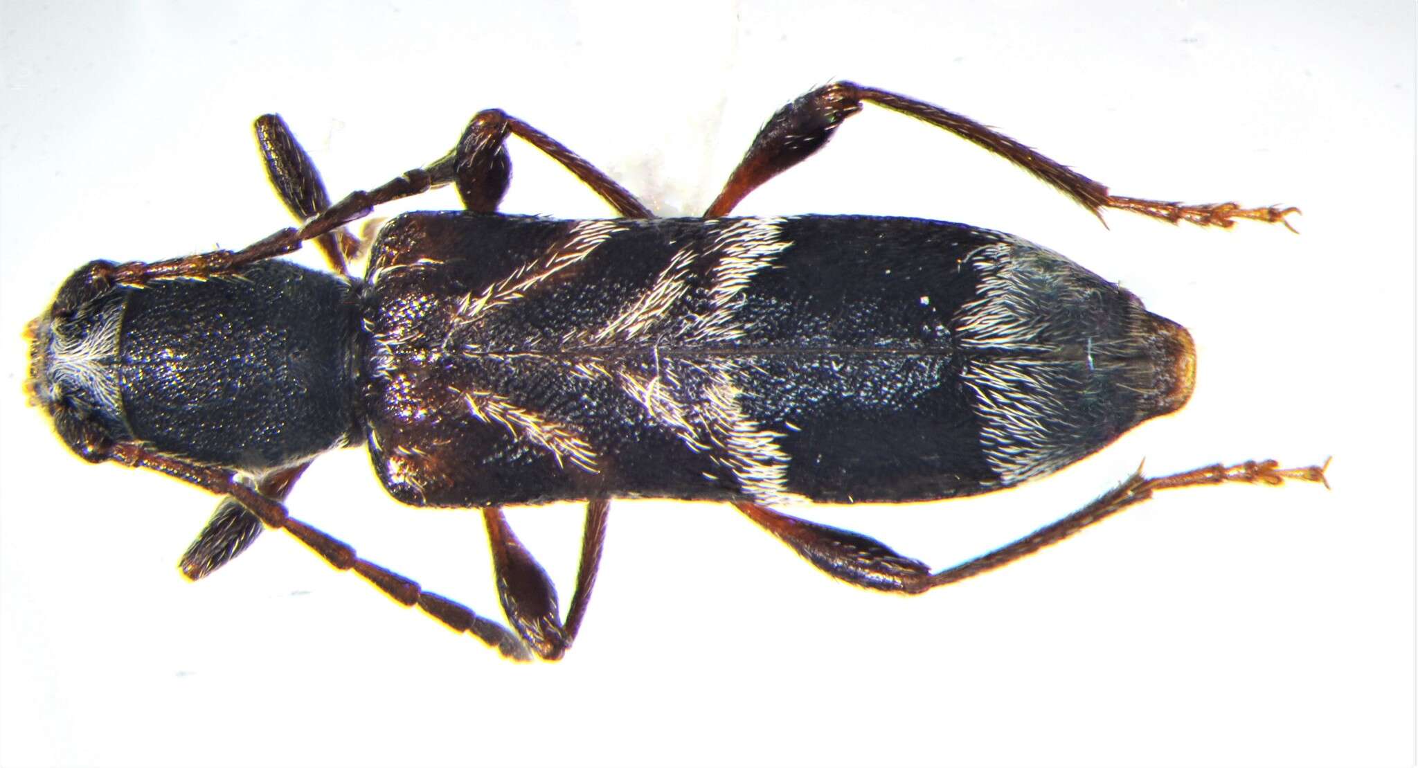 Image of Oligoenoplus