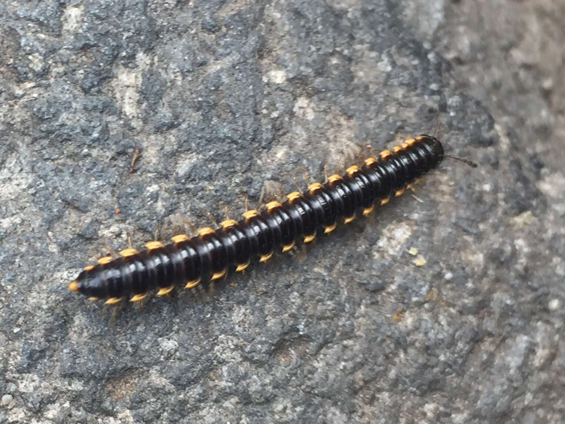 Image of Millipede