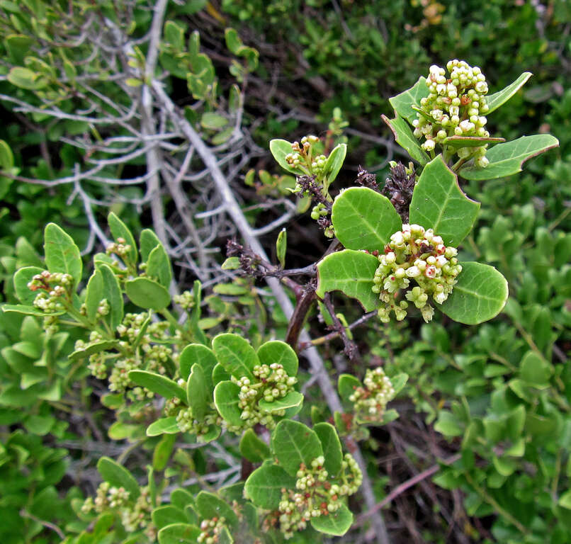 صورة Lauridia tetragona (L. fil.) R. H. Archer