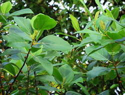 Image of Ficus fulva Reinw. ex Bl.