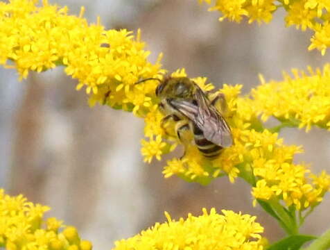 Image of Colletes compactus compactus Cresson 1868