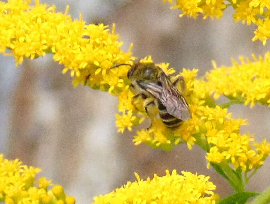 Imagem de Colletes compactus compactus Cresson 1868