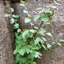 Imagem de Cotoneaster mongolicus Pojark.