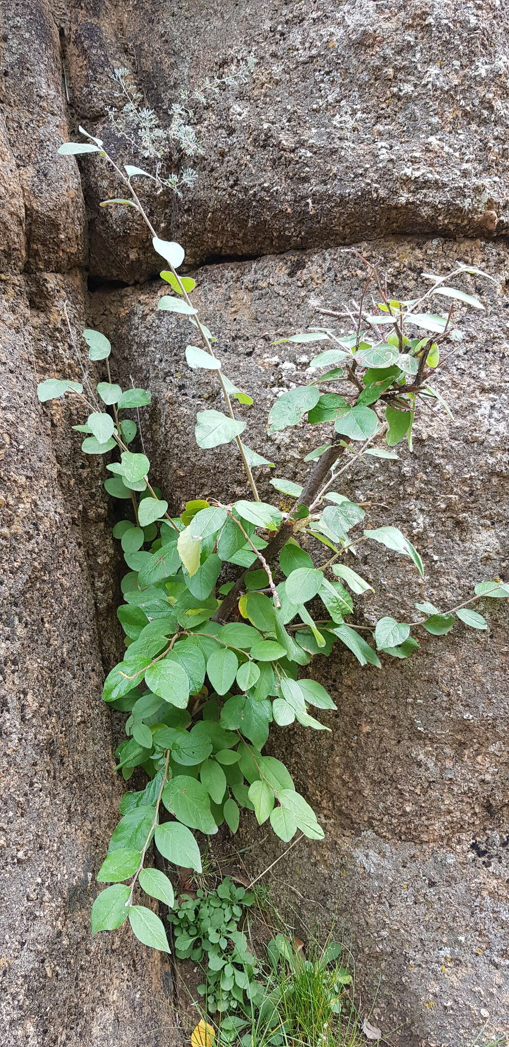 Image of Cotoneaster mongolicus Pojark.