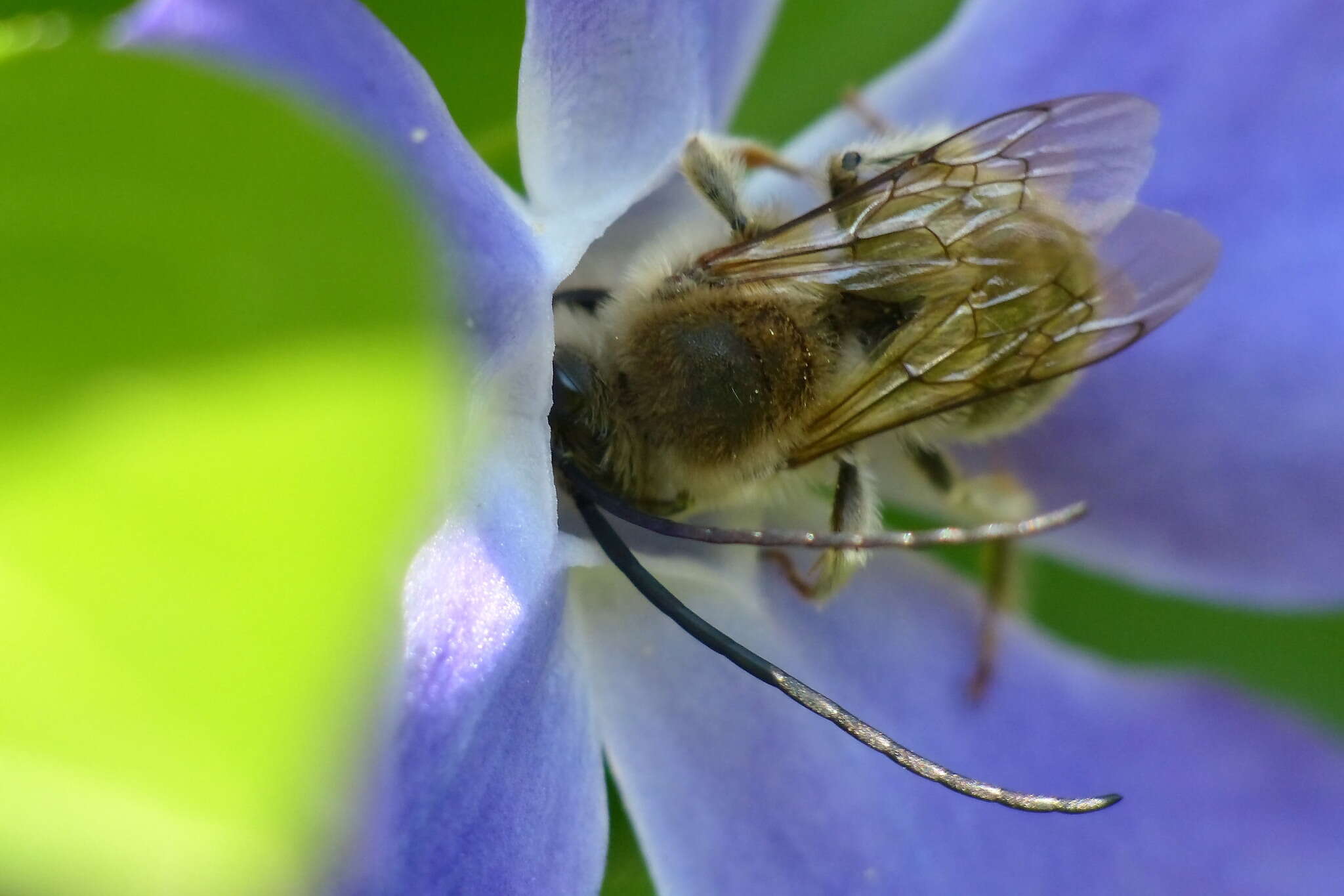 Image of Eucera nipponensis (Pérez 1905)