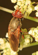 Image of Tetanops luridipennis Loew 1873