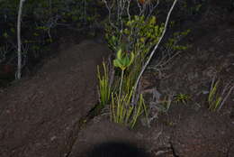 Image of Stromatopteris