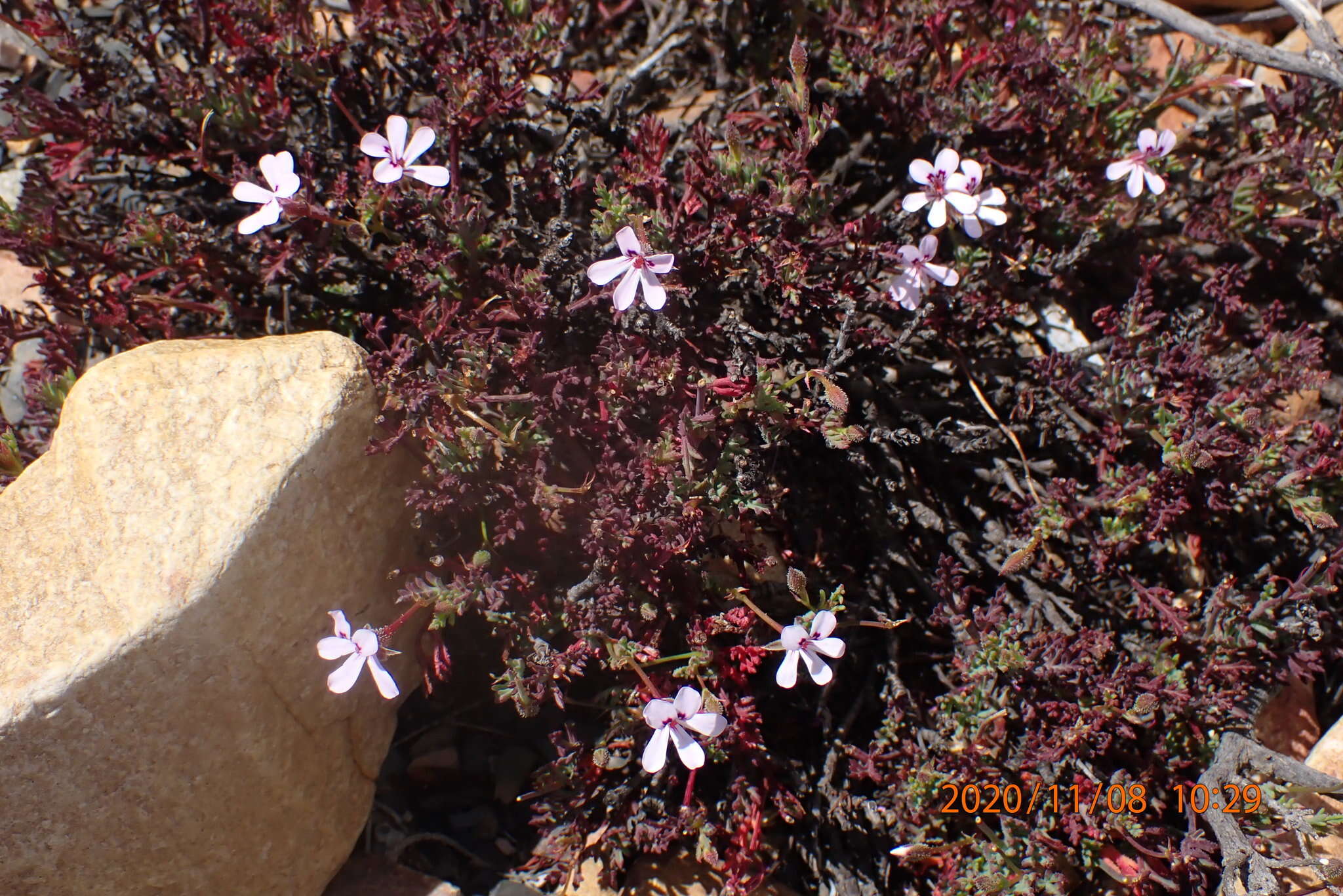 Image of Pelargonium laevigatum (L. fil.) Willd.