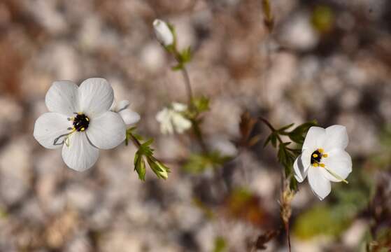 Image of golden linanthus