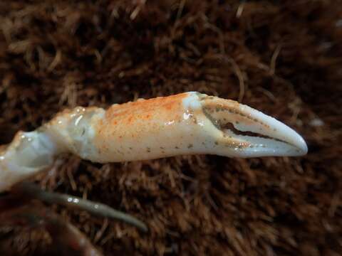 Image of Pacific lyre crab