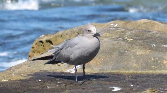 Image of Grey Gull