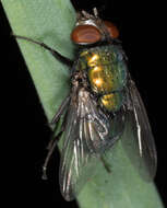 Image of green blowfly