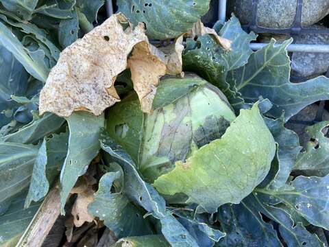 Image of white cabbage