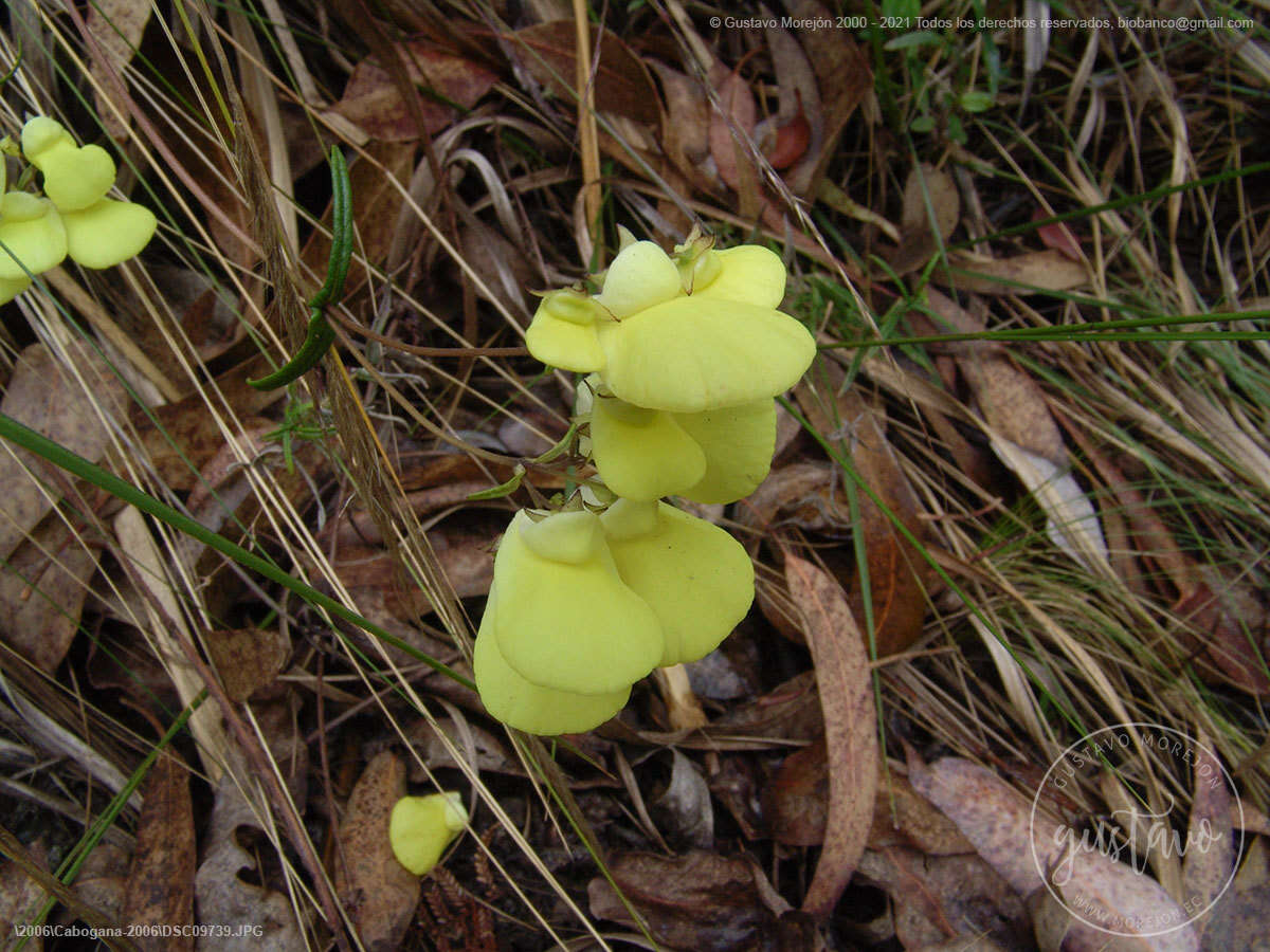 Image of Calceolaria hyssopifolia Kunth