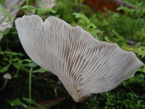 Image of Pleurotus purpureo-olivaceus (G. Stev.) Segedin, P. K. Buchanan & J. P. Wilkie 1995