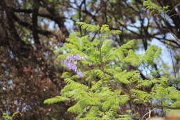 藍花楹的圖片