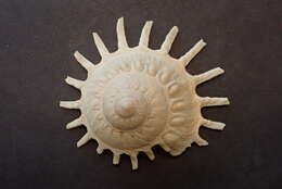 Image of sun carrier shell