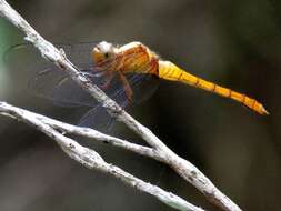 Image of Orthetrum villosovittatum (Brauer 1868)