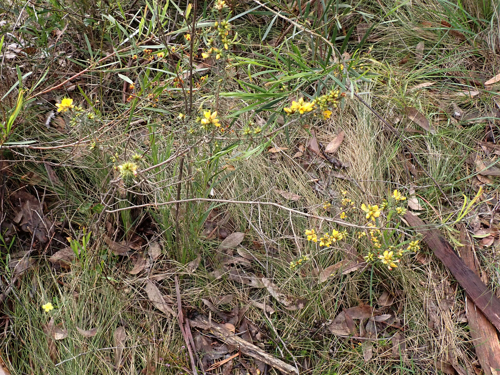 Sivun Pultenaea acerosa Benth. kuva