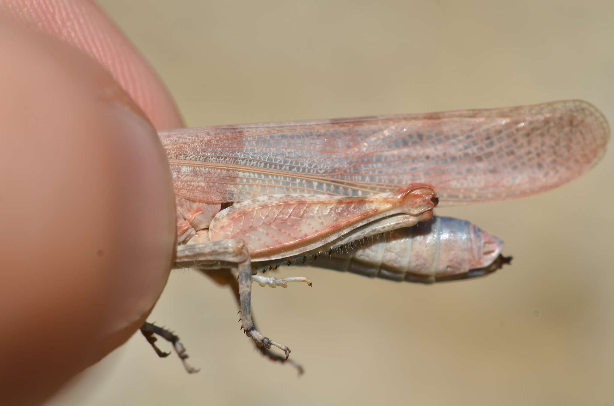 Imagem de Sphingonotus (Sphingonotus) caerulans (Linnaeus 1767)