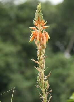 Aloe cooperi Baker resmi